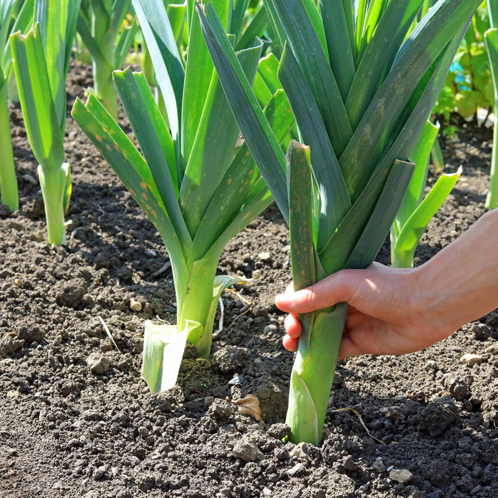 Porro Estivo lungo 2