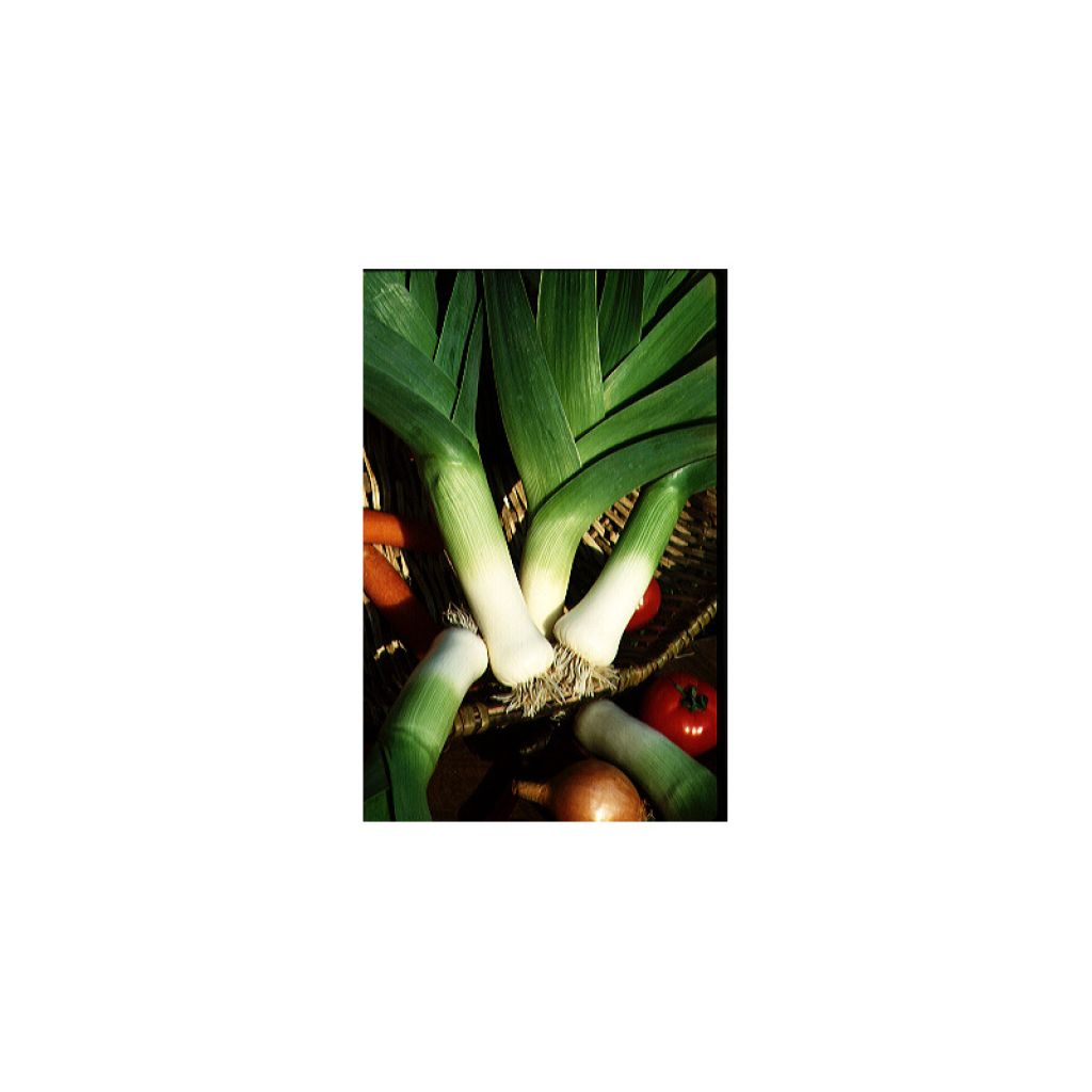 Porro Monstrueux de Carentan