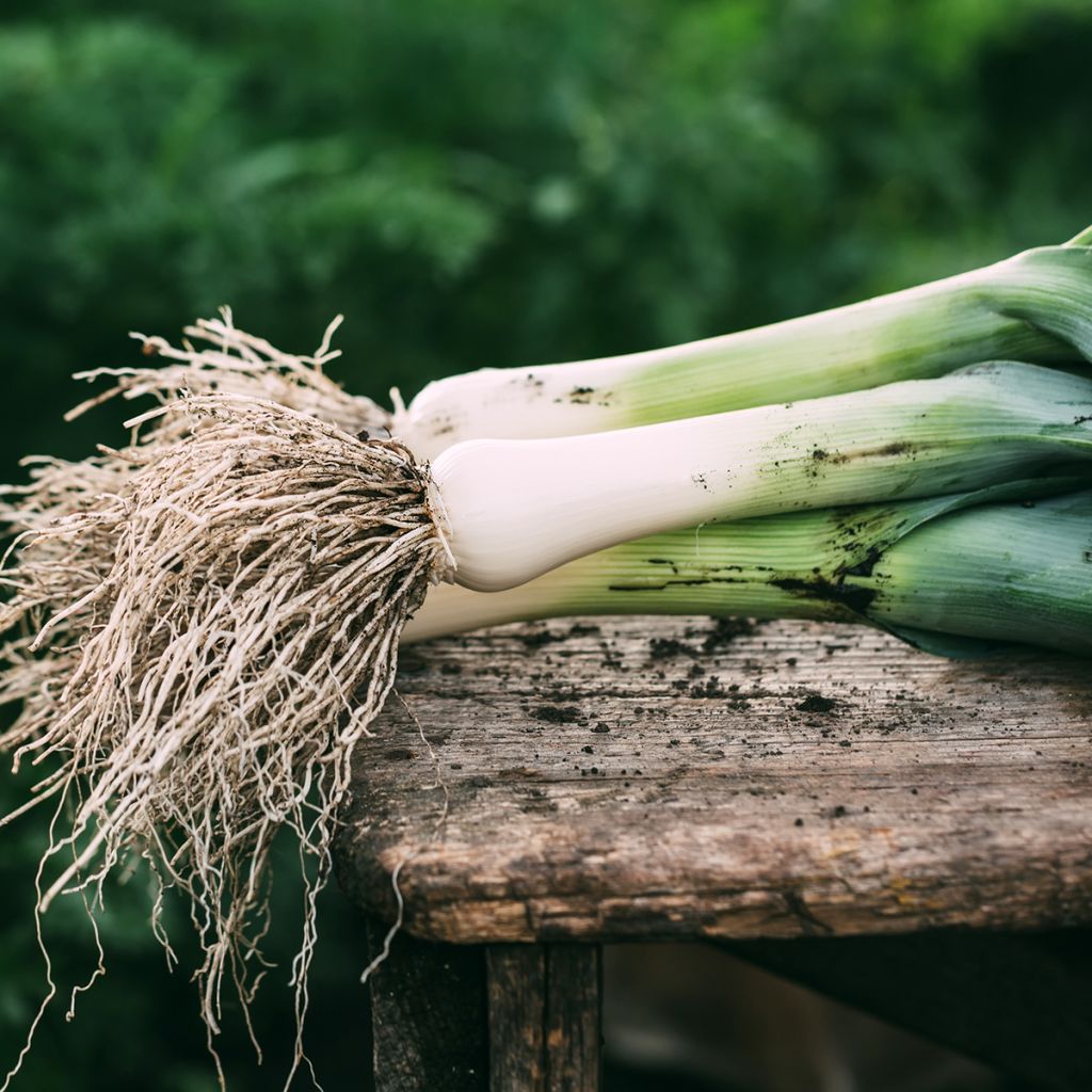 Porro Monstrueux de Carentan