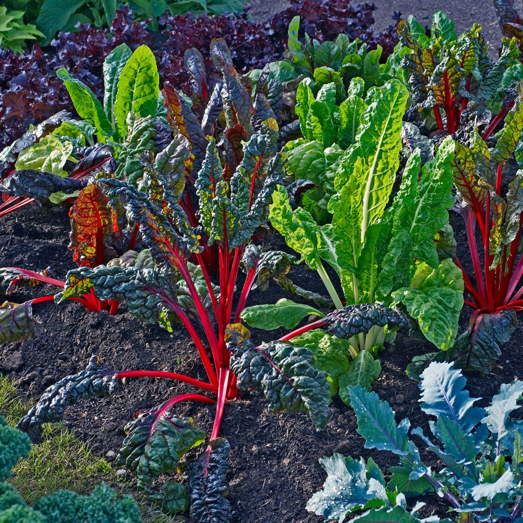 Bietola da coste Bright Lights