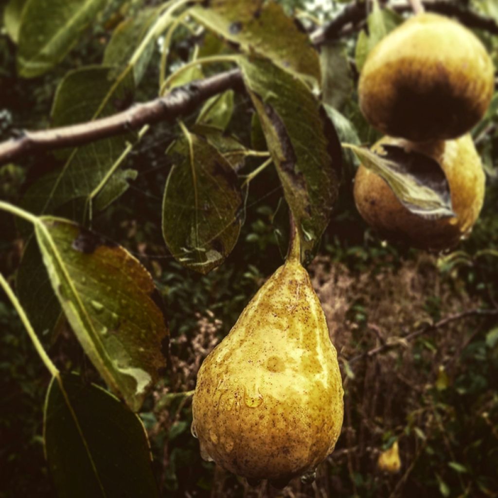 Poirier André Desportes