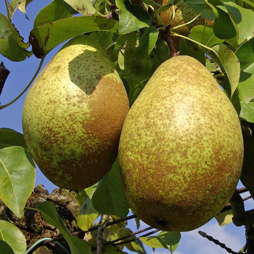 Pero Comtesse de Paris