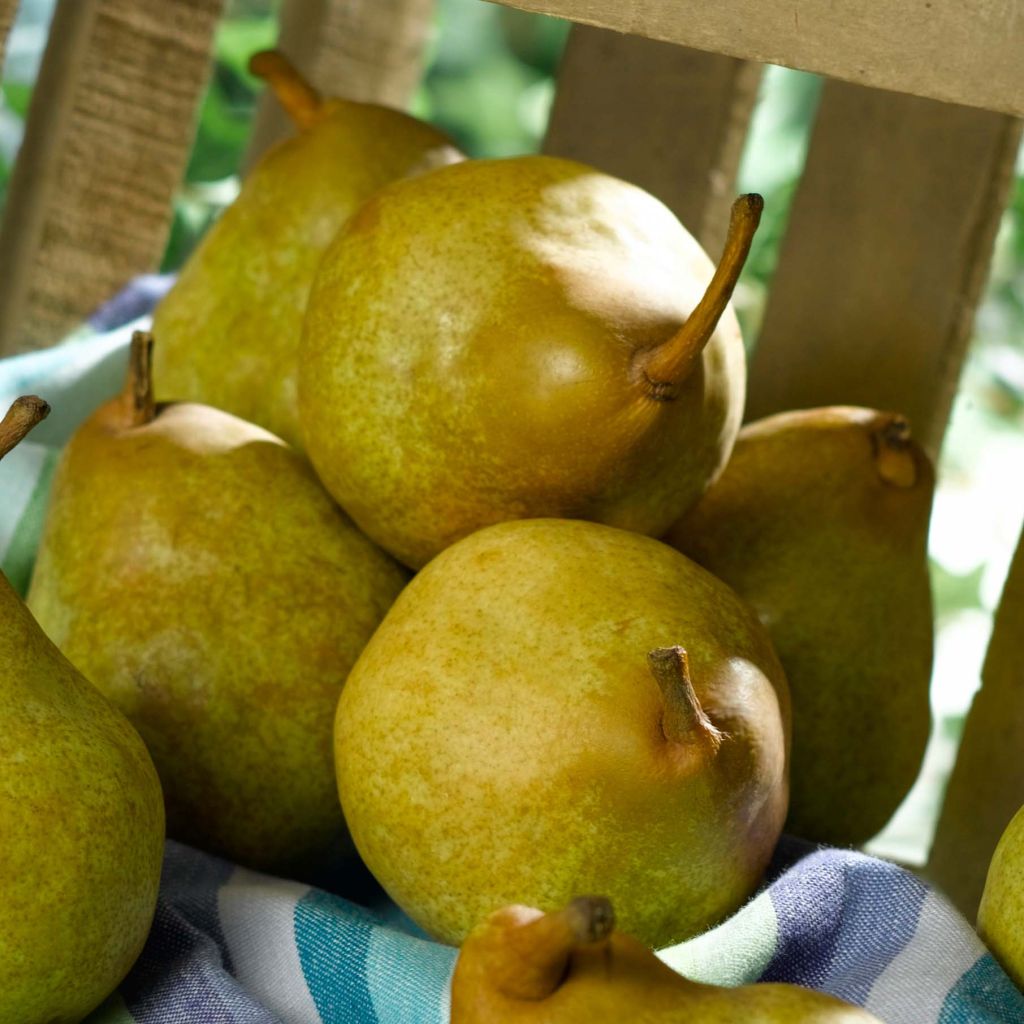 Pero Super Comice Delbard 'Delbias'