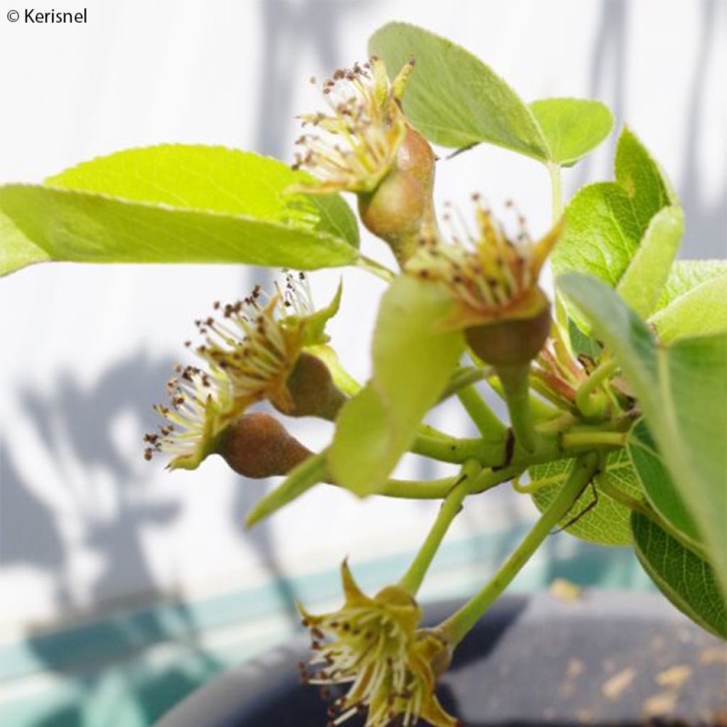 Pero nano Fruit Me Pear Me Williams Bon-Chrétien