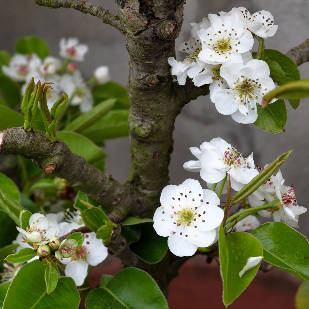 Pero nano Fruit Me Pear Me Williams Bon-Chrétien