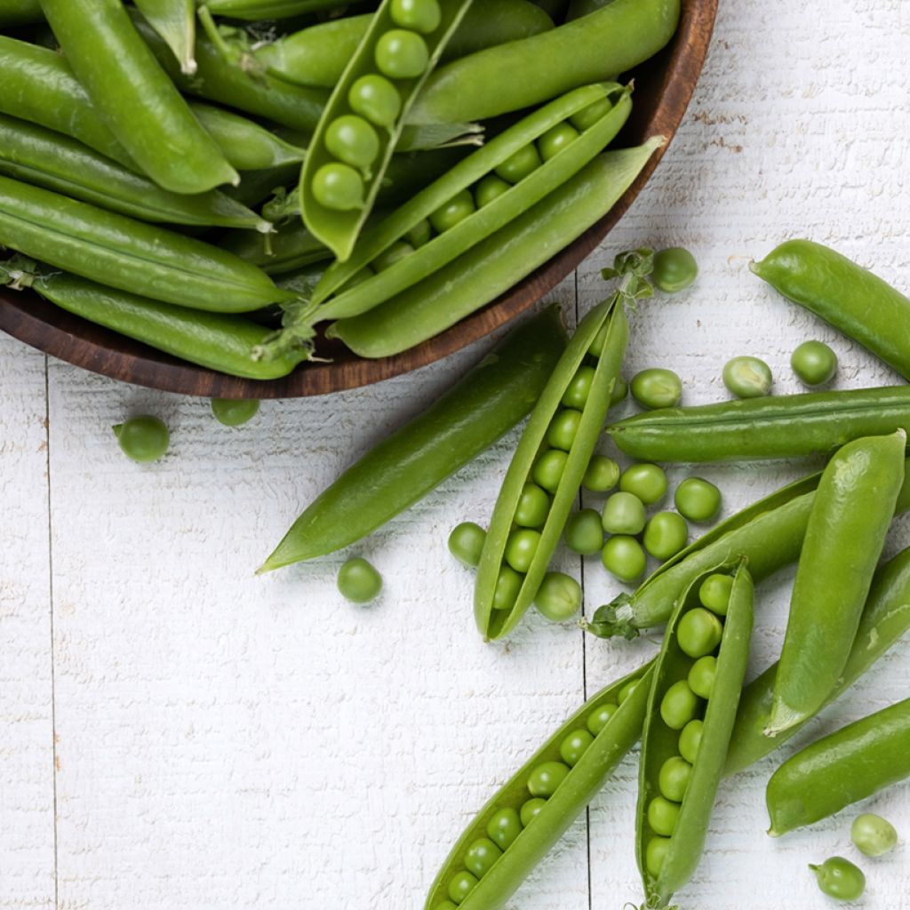 Pisello a grani rotondi rampicante Serpette Guilloteaux - Vilmorin