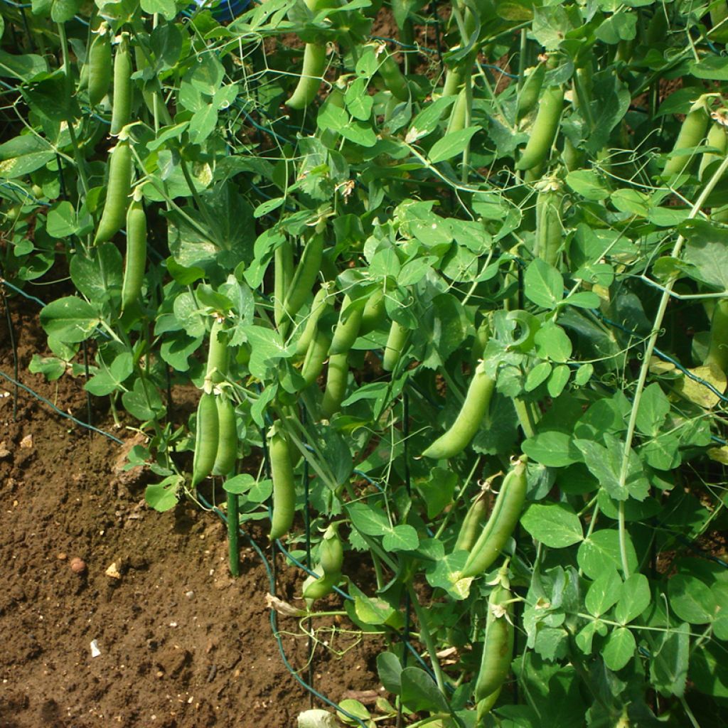 Pisello rampicante Vada