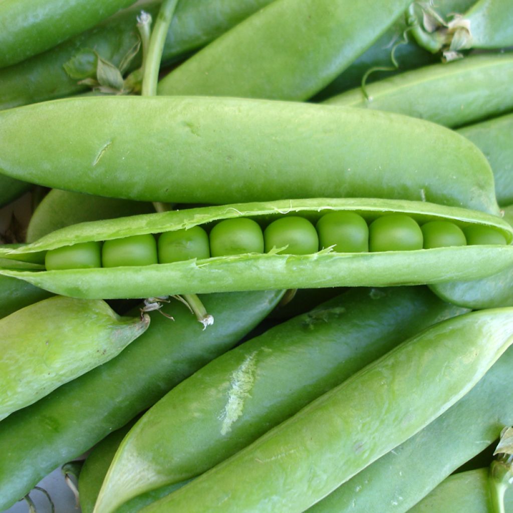 Pisello a mezza rama Jumbo