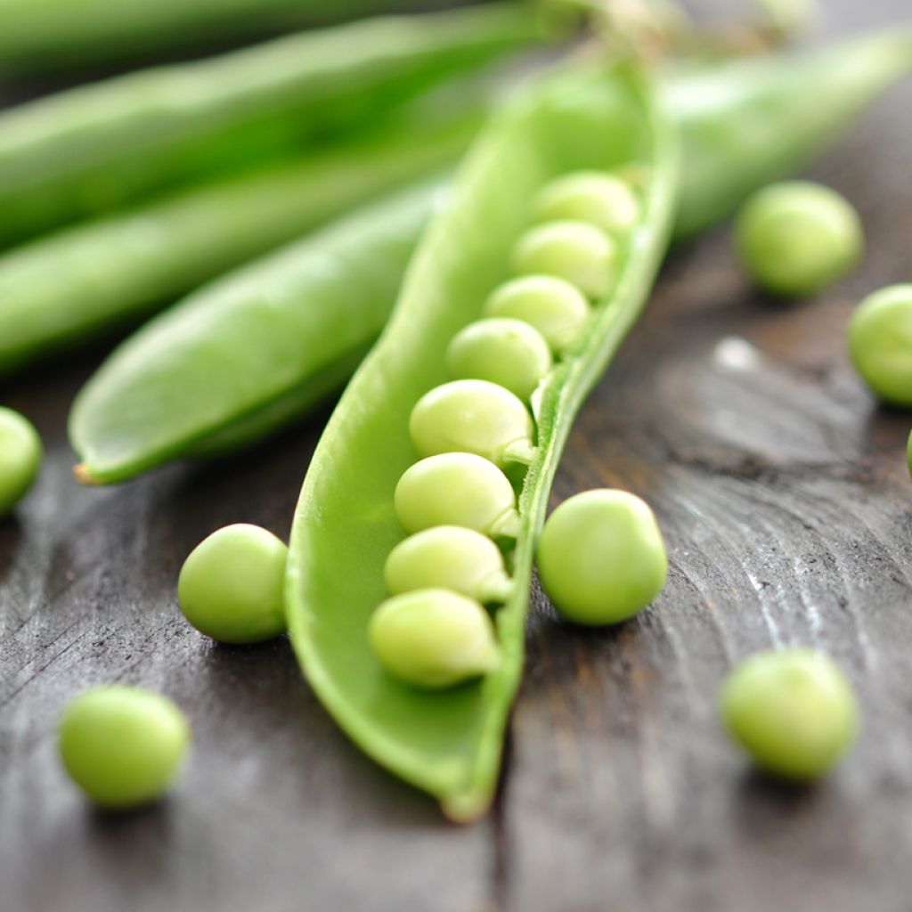 Pisello nano Primavil