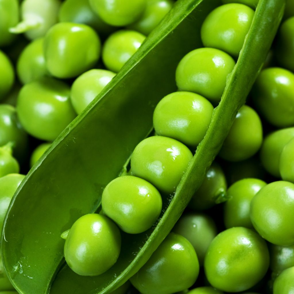 Pisello nano Télévision