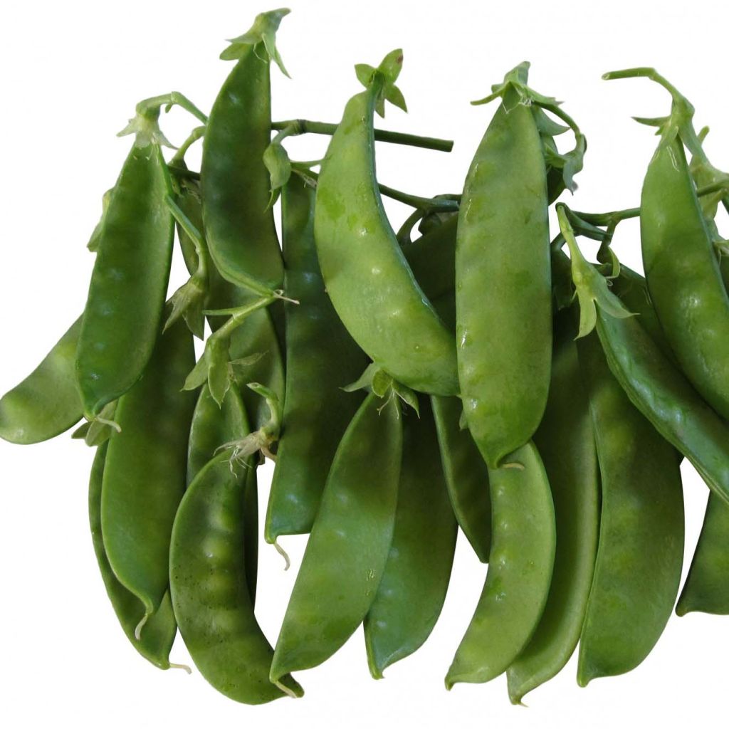 Pisello mangiatutto Sugar Lace