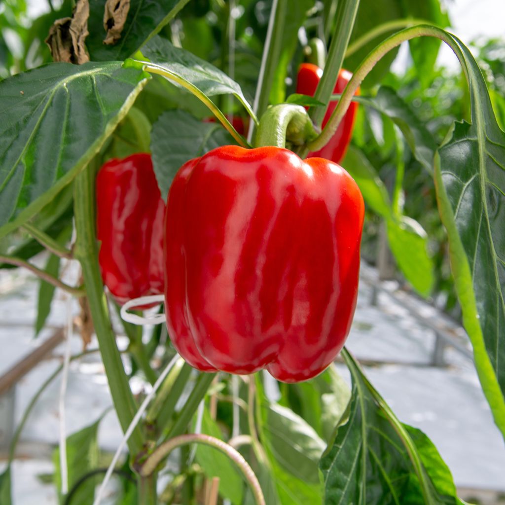 Peperone California Wonder