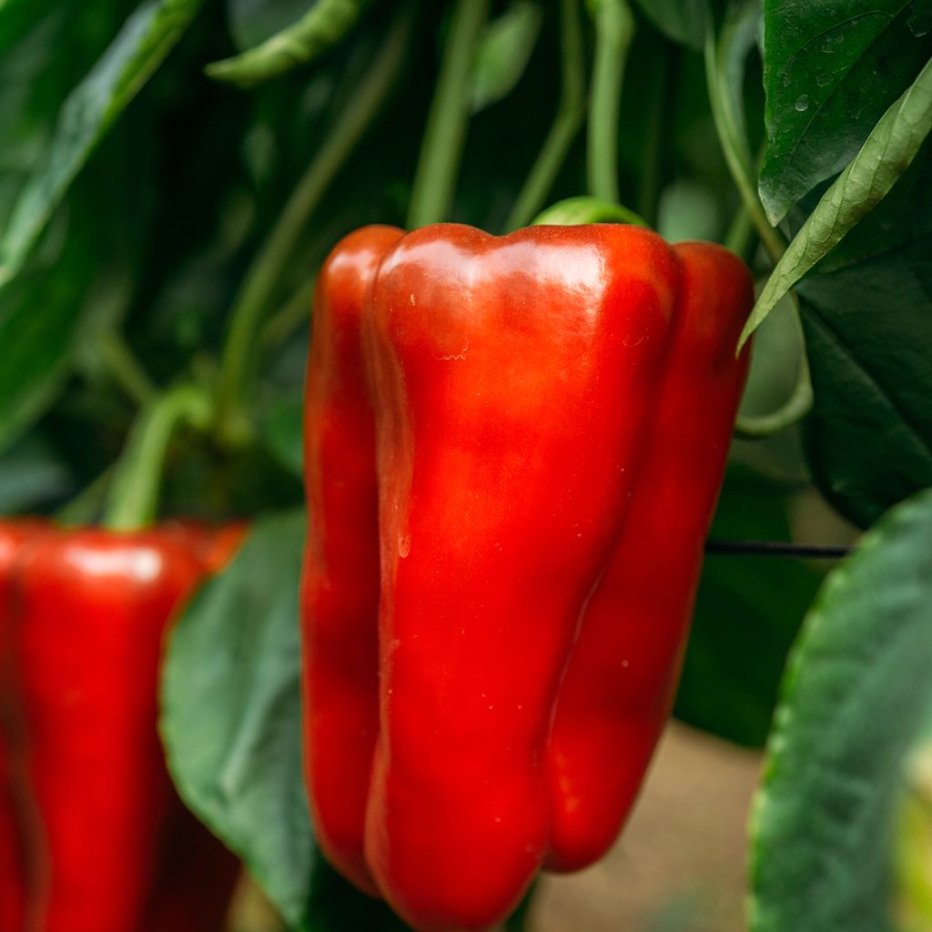 Peperoncino Estérel F1