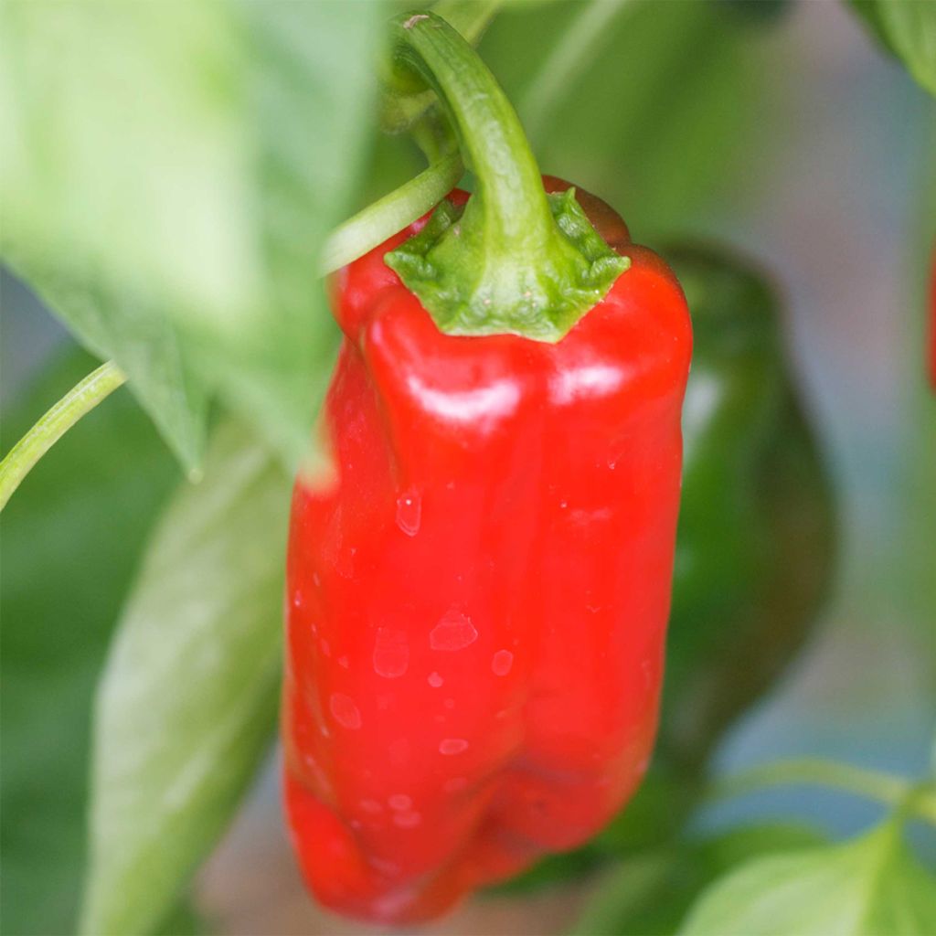 Peperone Marconi Rosso