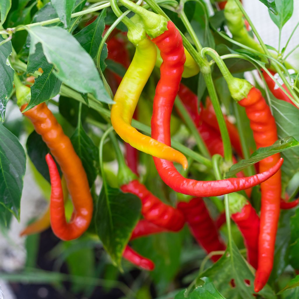 Peperone Sigaretta di Bergamo