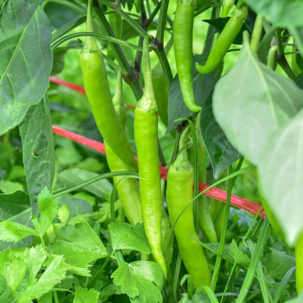 Peperone Sweet Banana