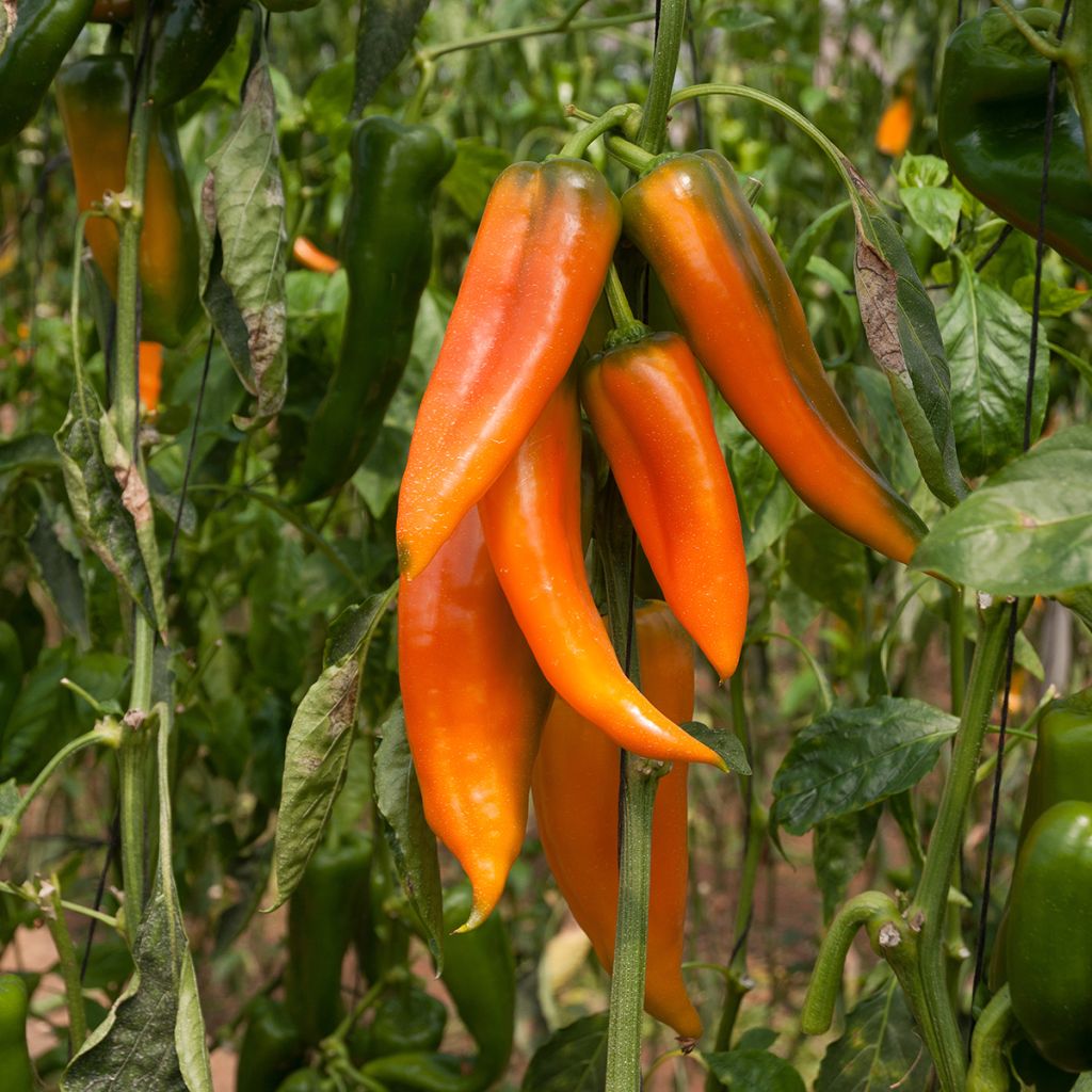 Peperone Tequila Sunrise