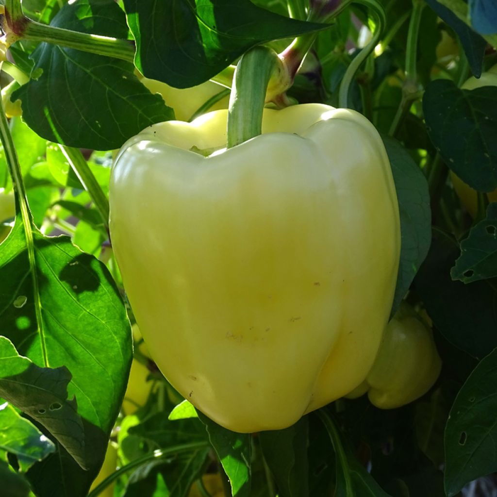 Peperone Bellkaro F1