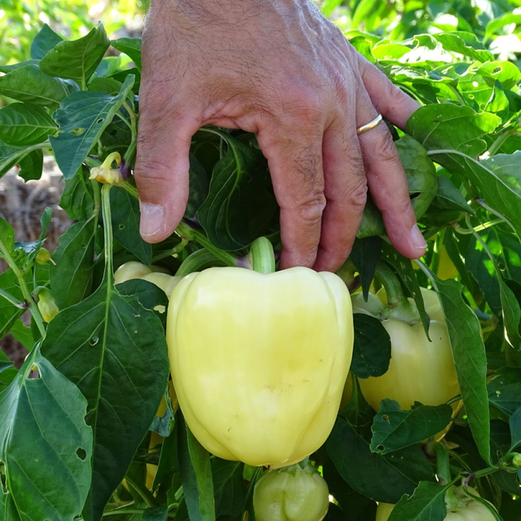 Peperone Bellkaro F1