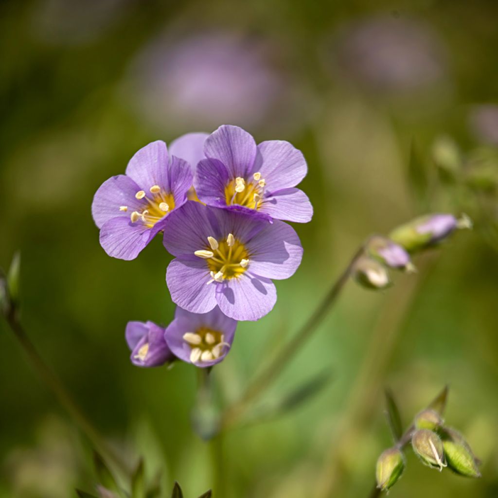 Polemonium caeruleum Lambrook Mauve - Valeriana greca