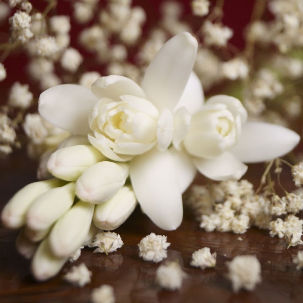 Polyanthes tuberosa The Pearl - Agave amica