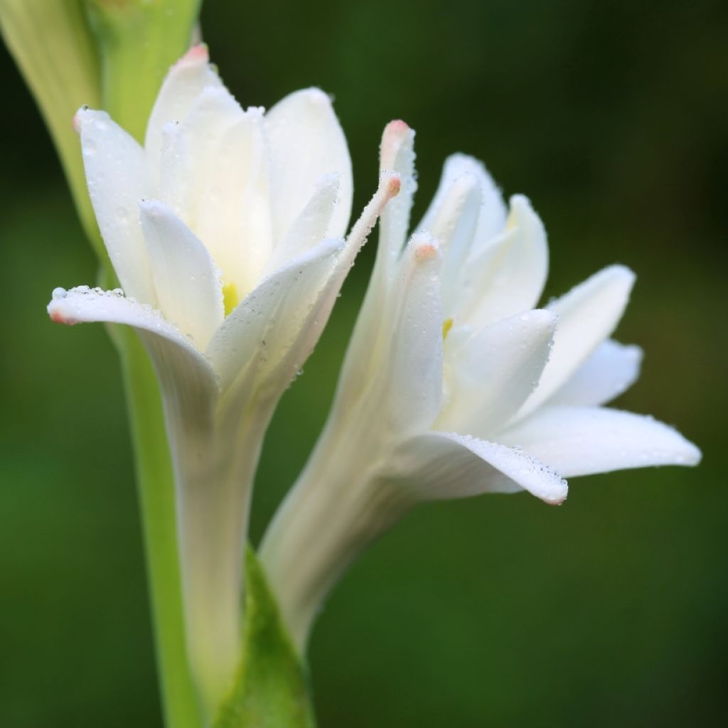 Polyanthes tuberosa The Pearl - Agave amica