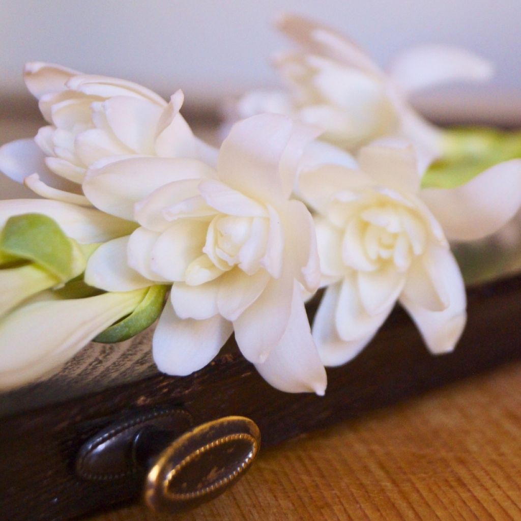 Polyanthes tuberosa The Pearl - Agave amica