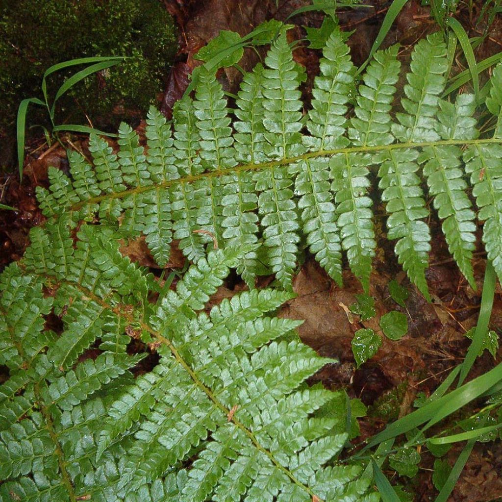 Polystichum braunii - Felce di Braun