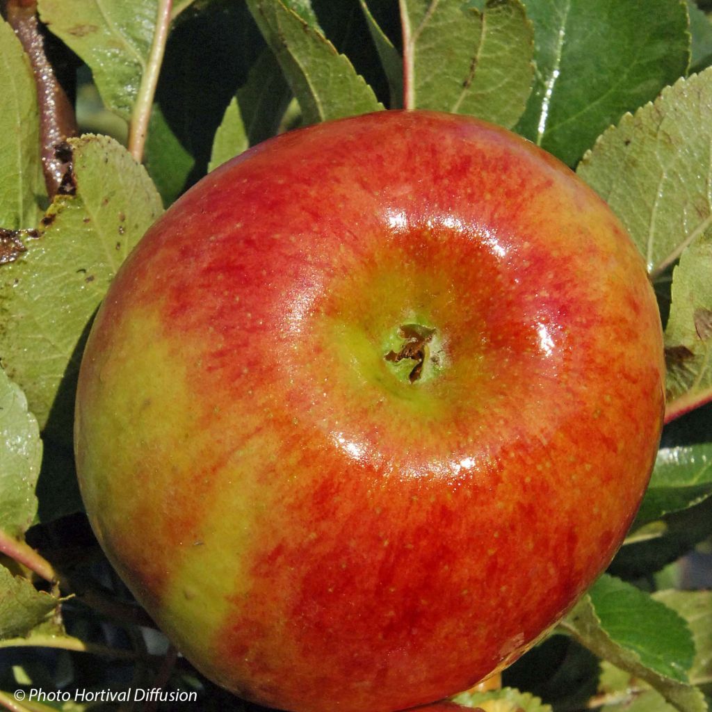 Melo colonnare Rhapsodiecov