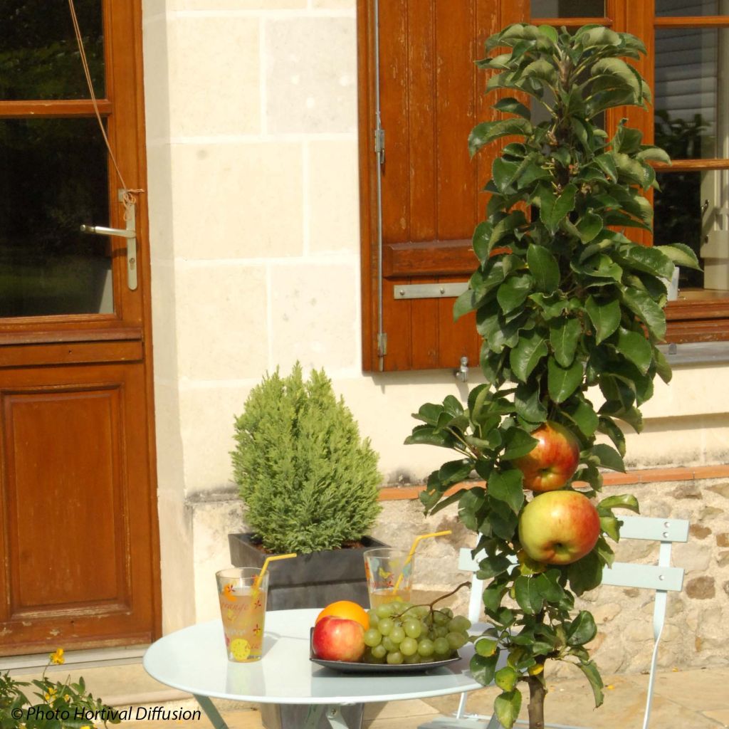 Melo colonnare Rhapsodiecov