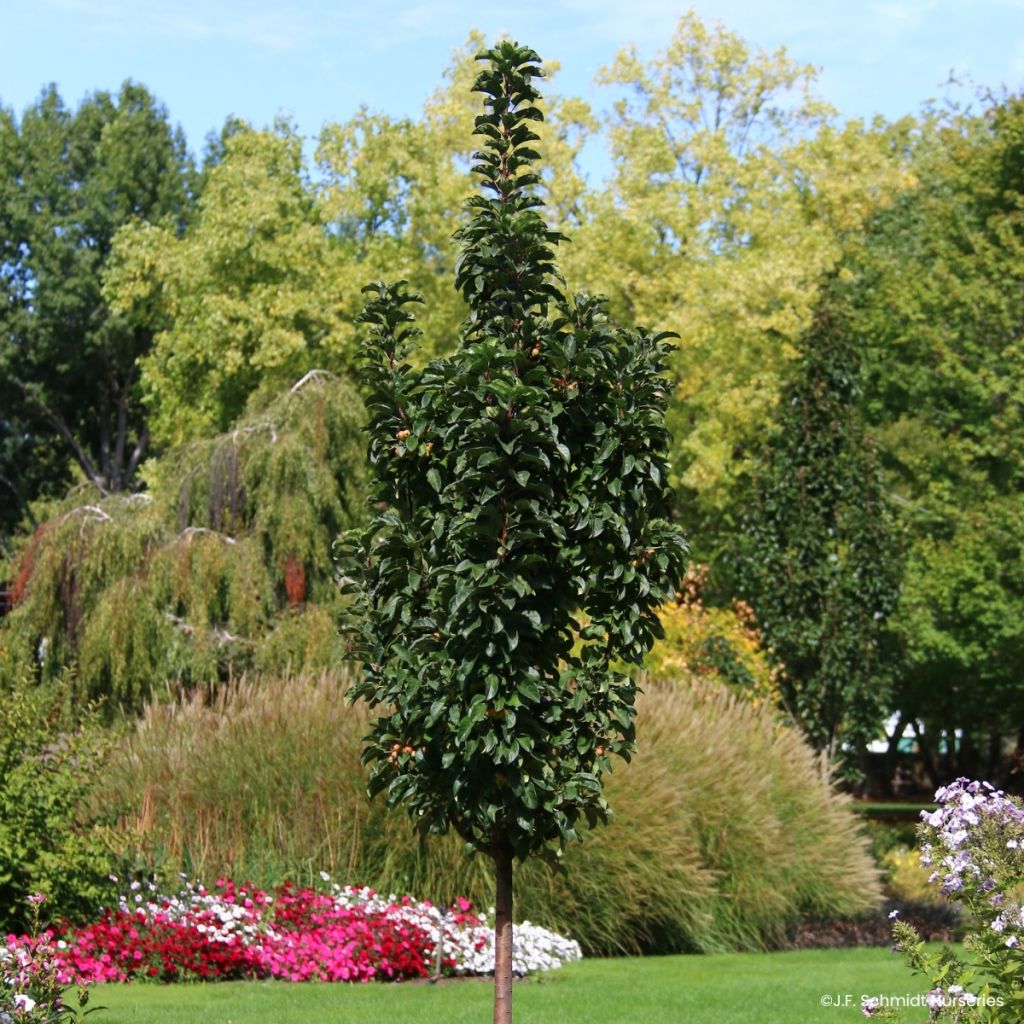 Pommier d'ornement - Malus Ivory Spear