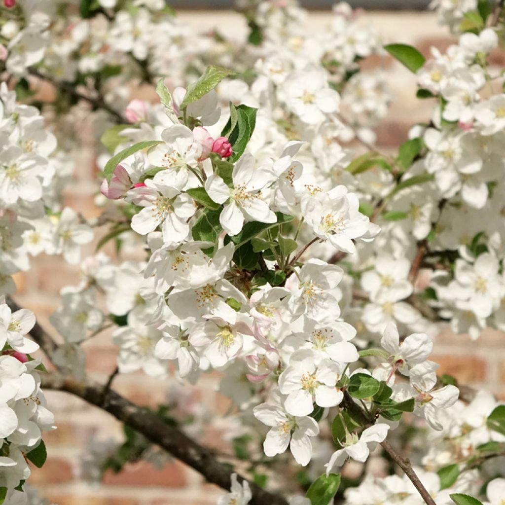 Malus Evereste 'Perpetu' - Melo da fiore
