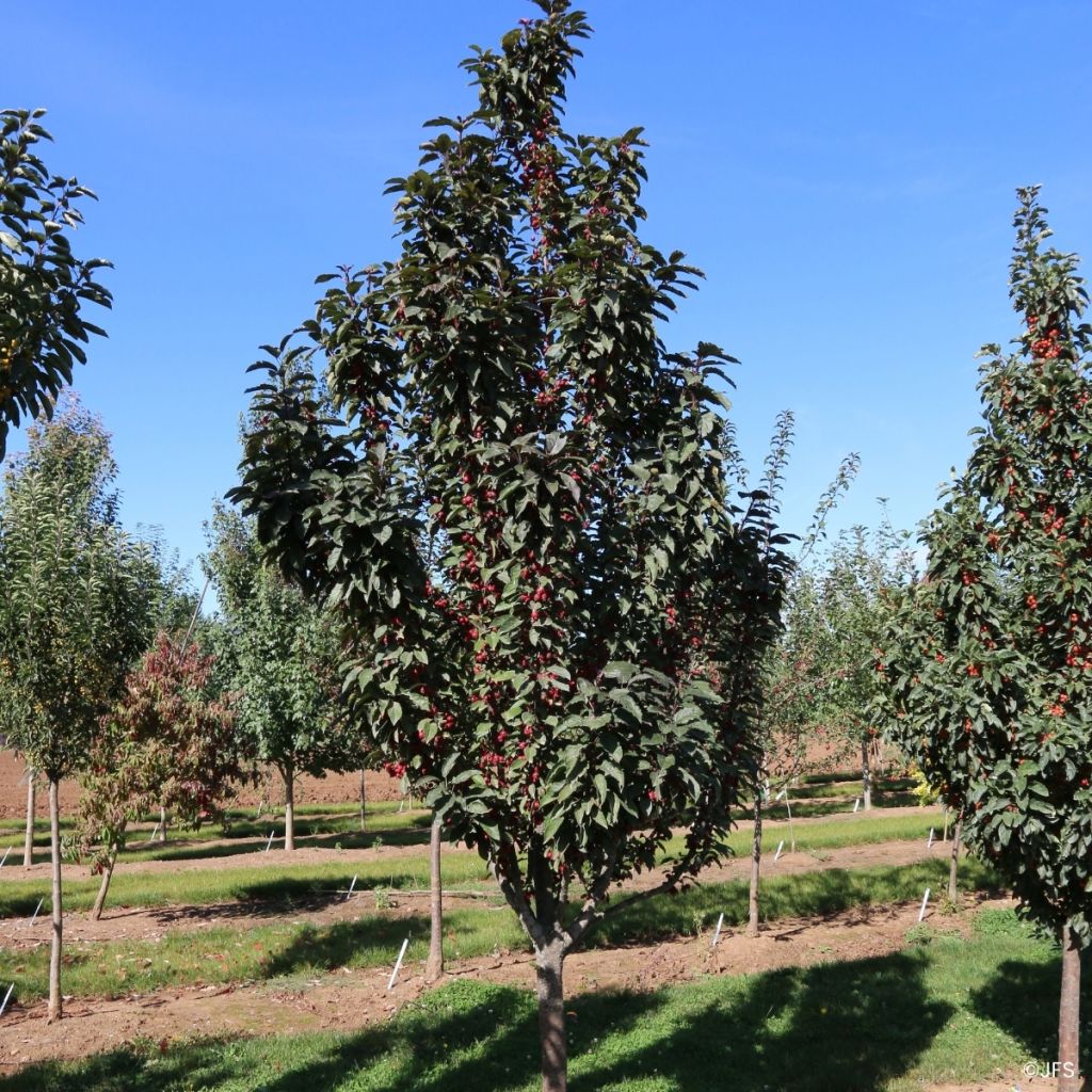 Malus Raspberry Spear - Melo da fiore