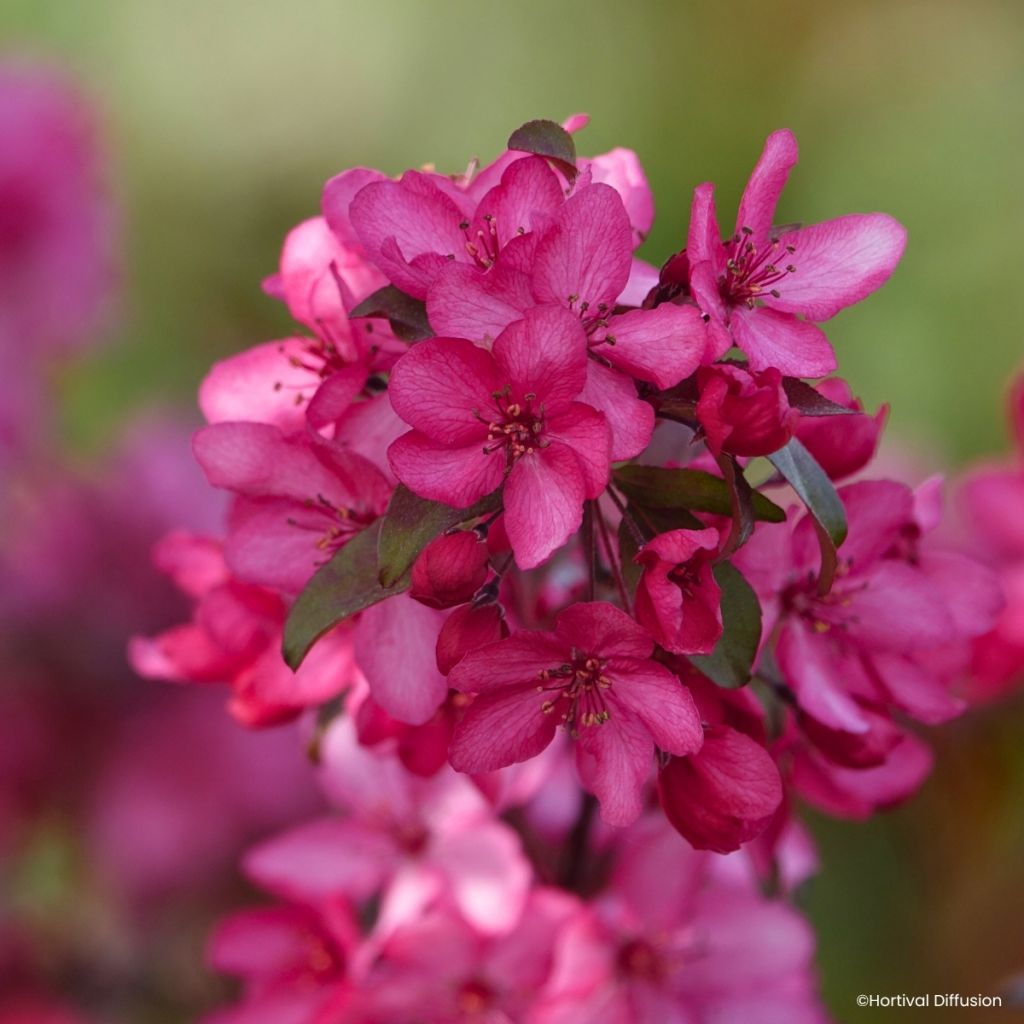 Pommier d'ornement - Malus Royal  Raindrops
