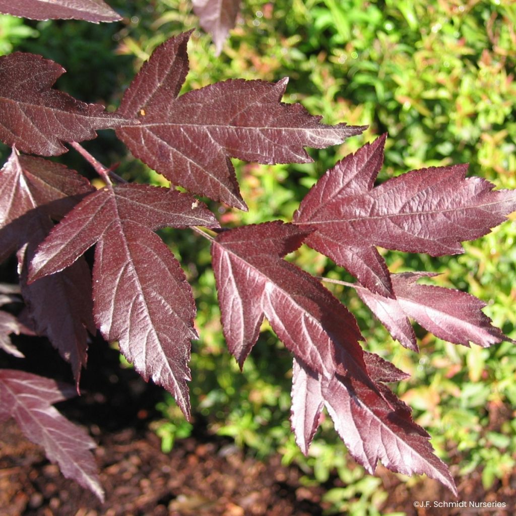 Pommier d'ornement - Malus Royal  Raindrops