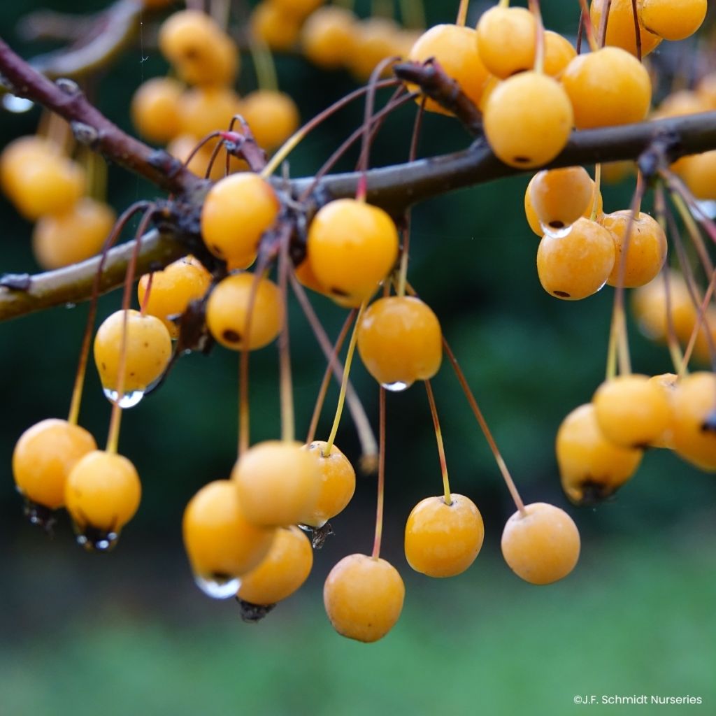 Pommier d'ornement - Malus JFS Sparkling Sprite