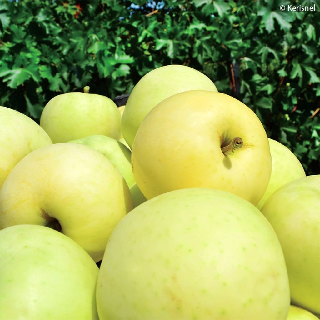 Melo nano Fruit Me Apple Me Yellow Golden