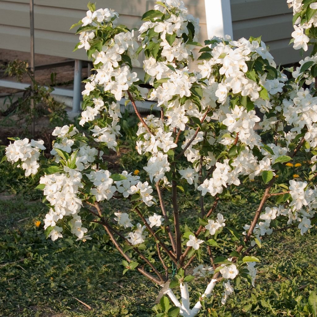 Melo nano Fruit Me Apple Me Yellow Golden