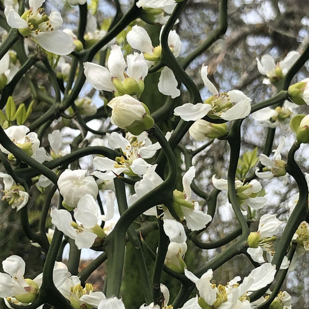 Poncirus trifoliata Flying Dragon - Arancio trifogliato