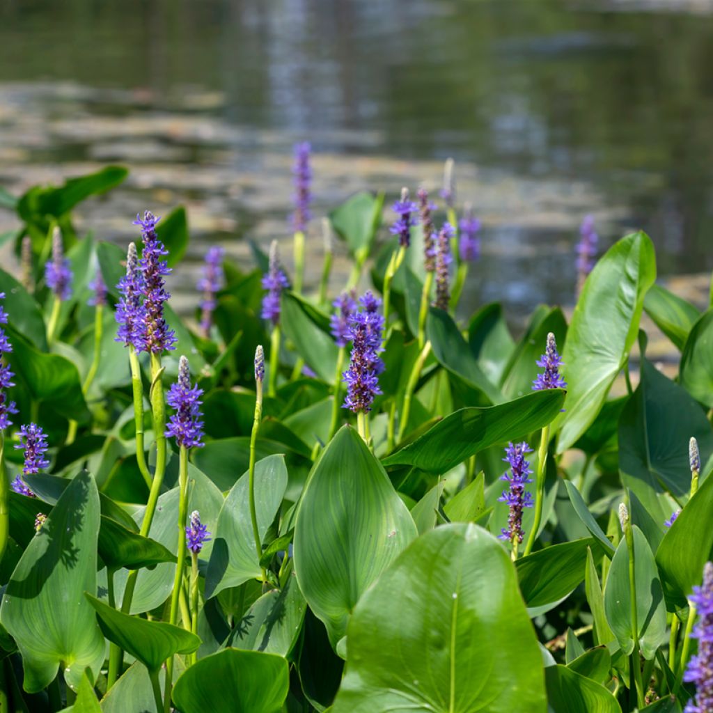 Pontederia cordata