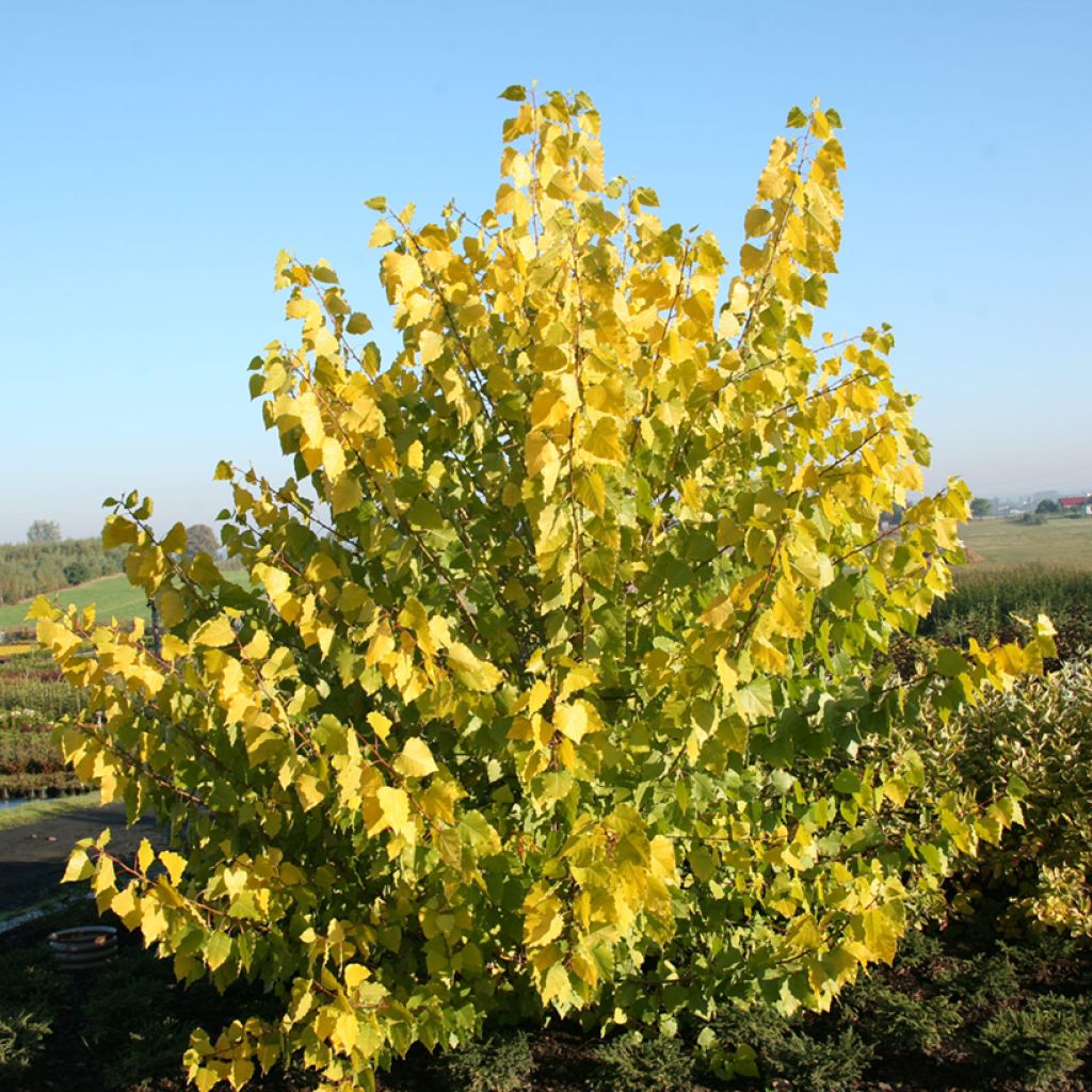 Populus x canadensis Serotina Aurea - Pioppo del Canadà