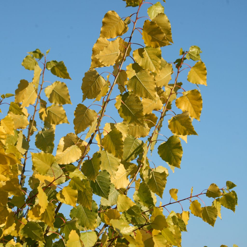 Populus x canadensis Serotina Aurea - Pioppo del Canadà