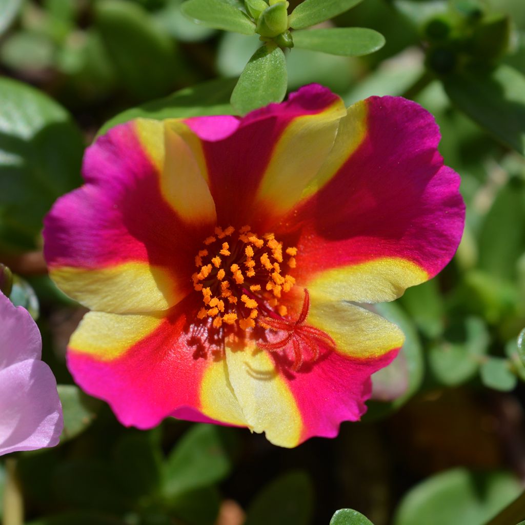 Portulaca Campino Twist Pink