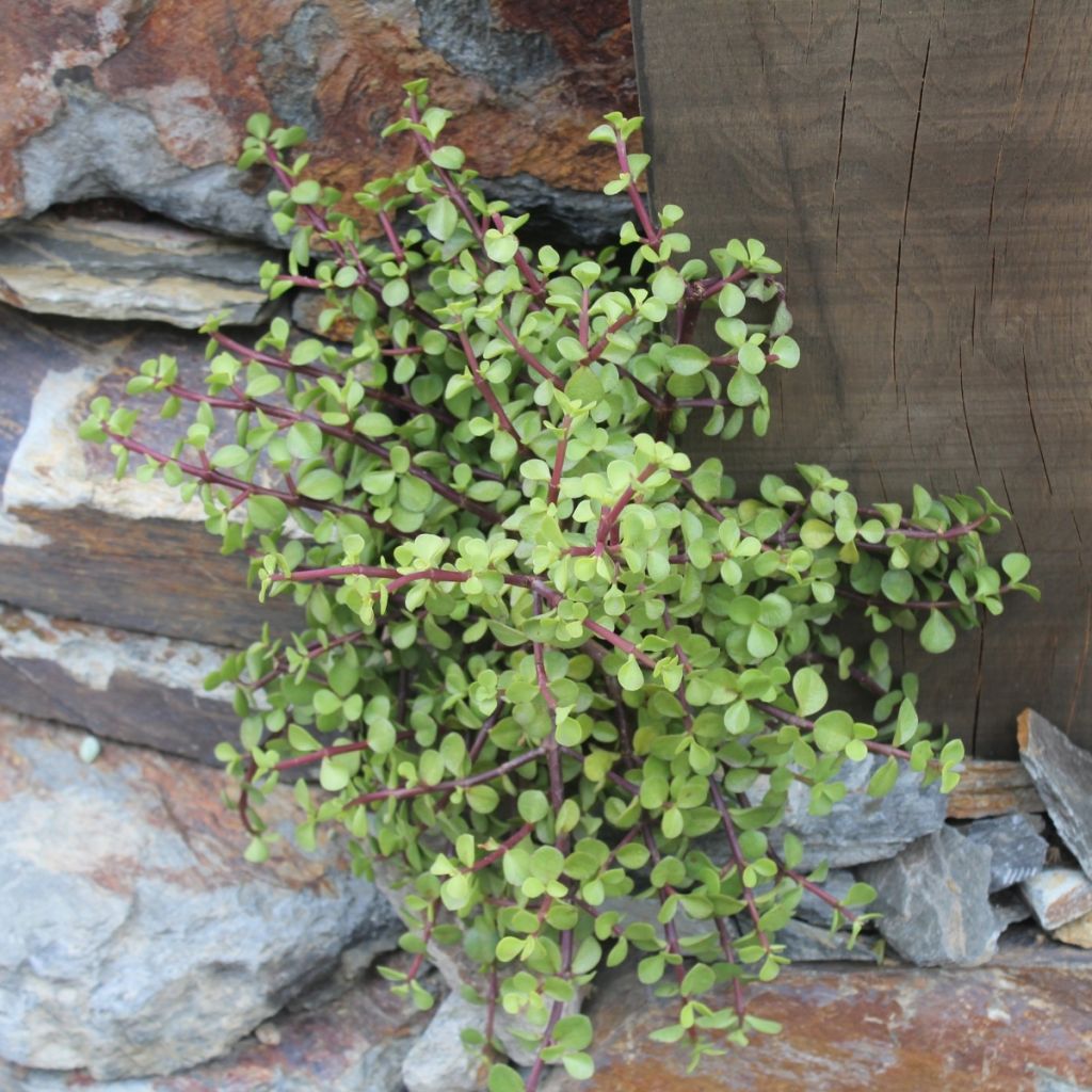 Portulacaria afra