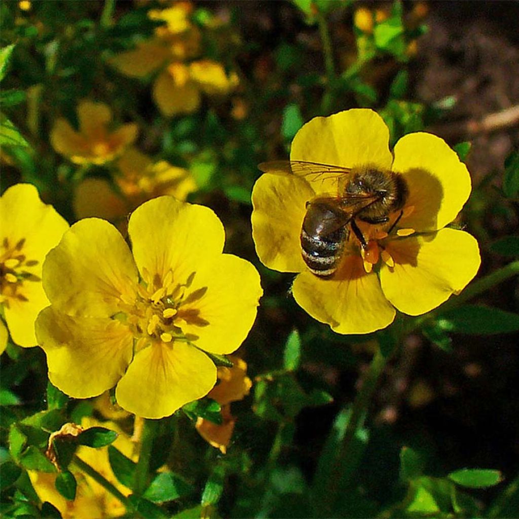 Potentilla aurea - Cinquefoglia fior d'oro