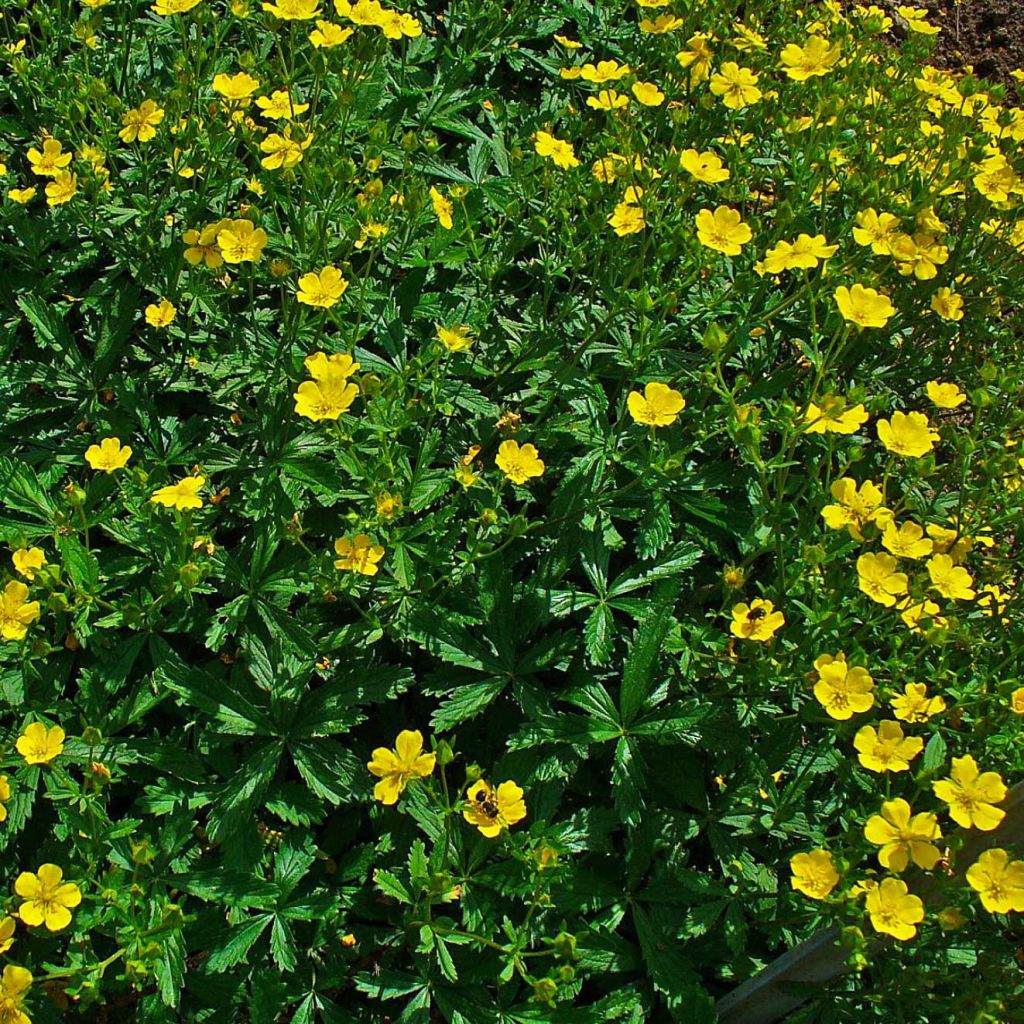 Potentilla aurea - Cinquefoglia fior d'oro