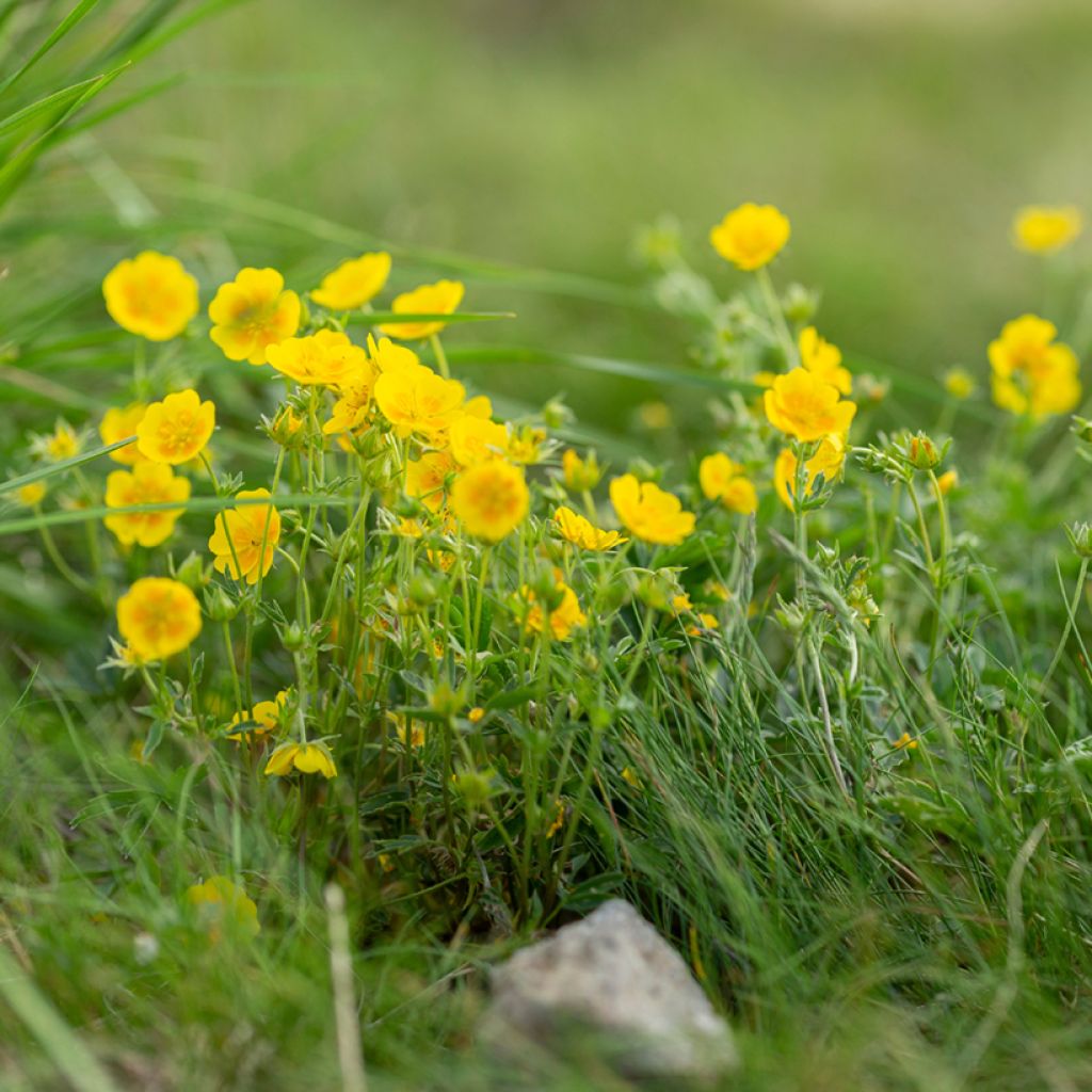 Potentilla aurea - Cinquefoglia fior d'oro