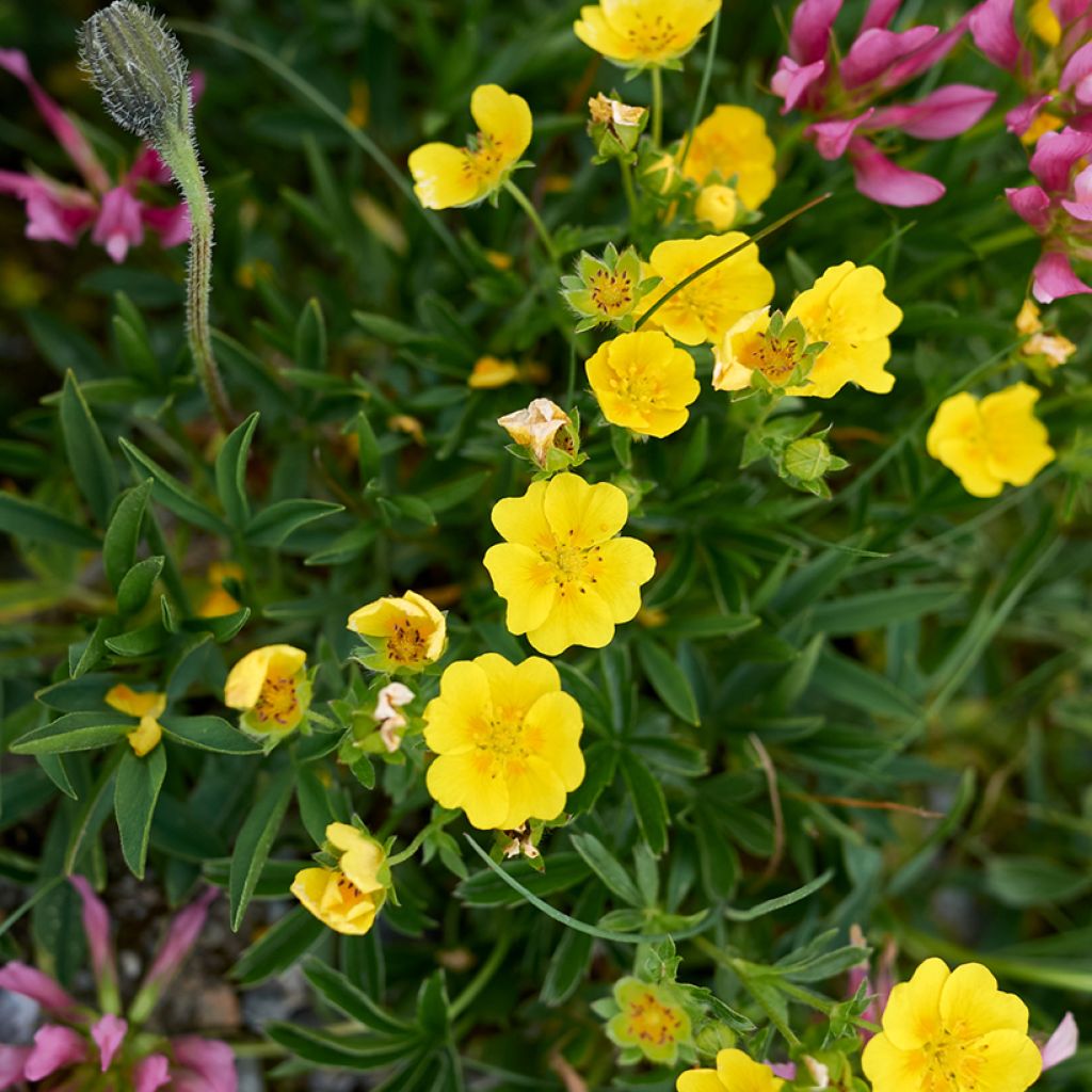 Potentilla aurea - Cinquefoglia fior d'oro