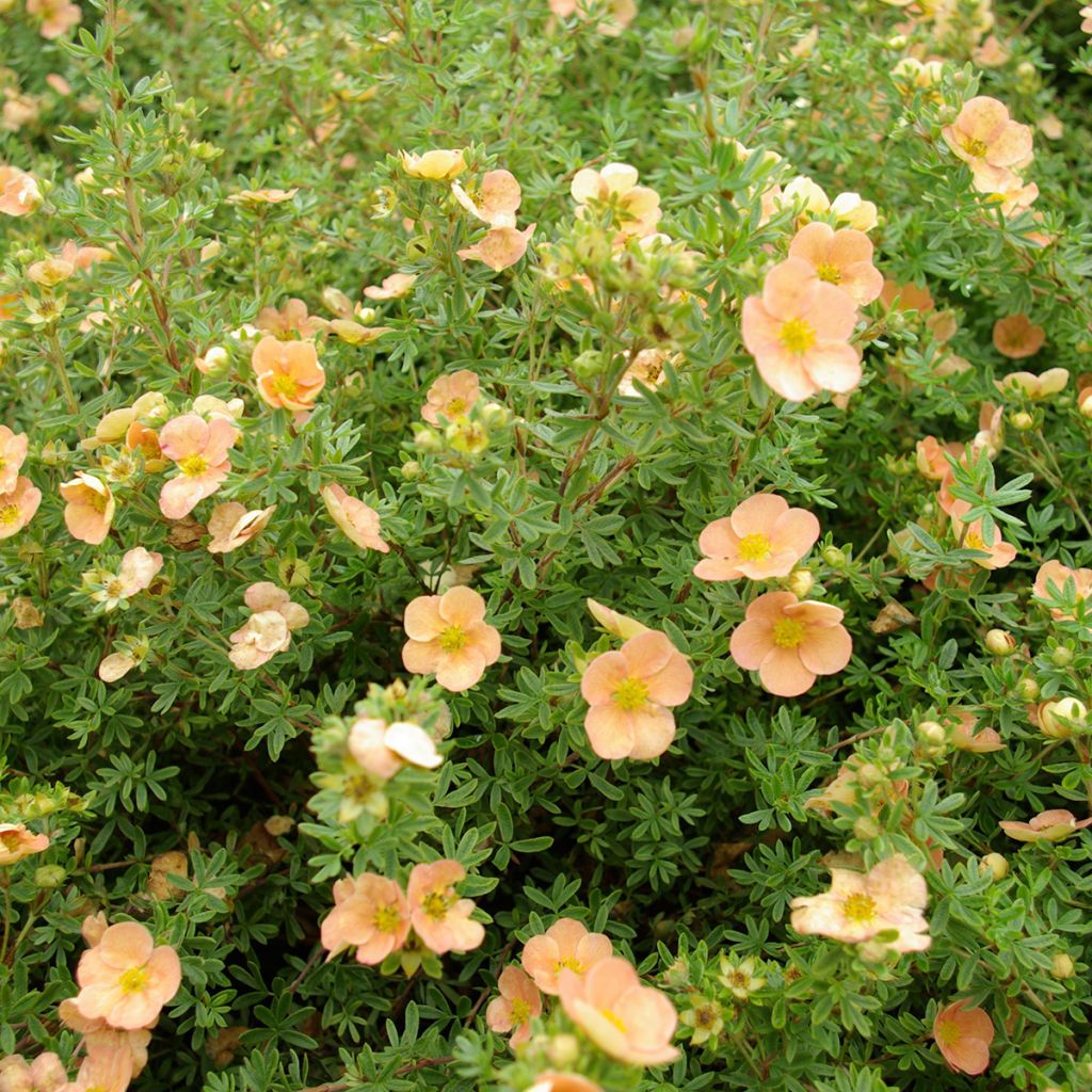 Potentilla fruticosa Daydawn
