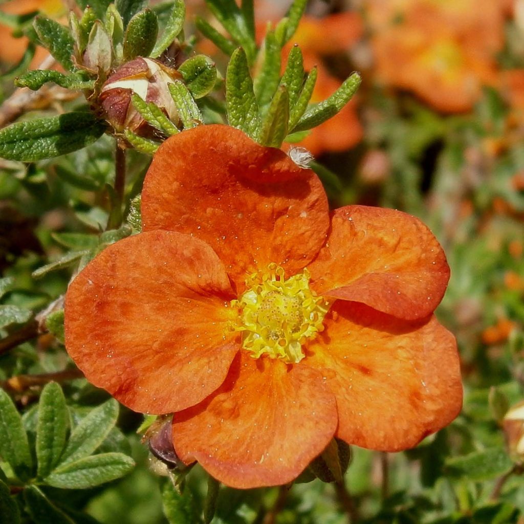 Potentilla fruticosa Red Ace